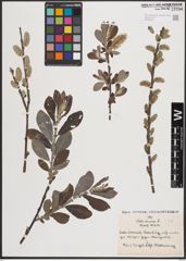 Foto von Salix cinerea L.